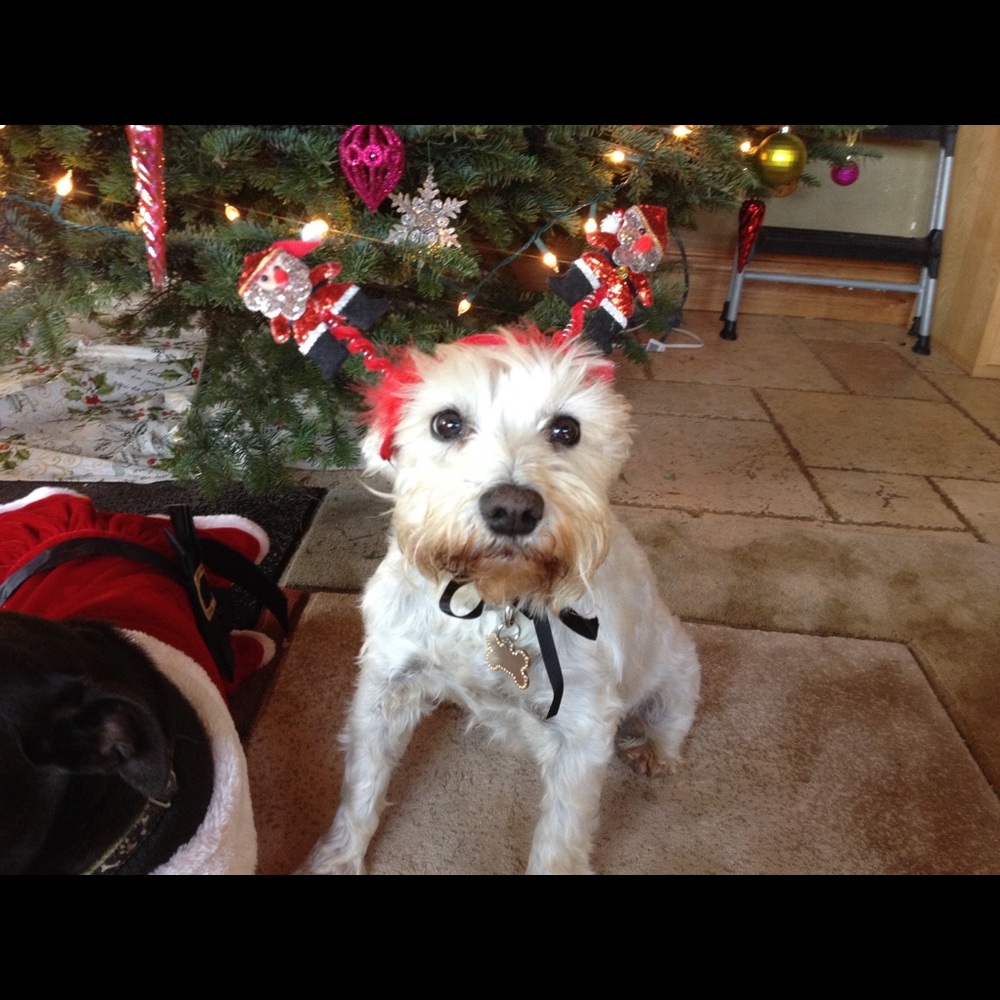 Meet your Posher, Irma